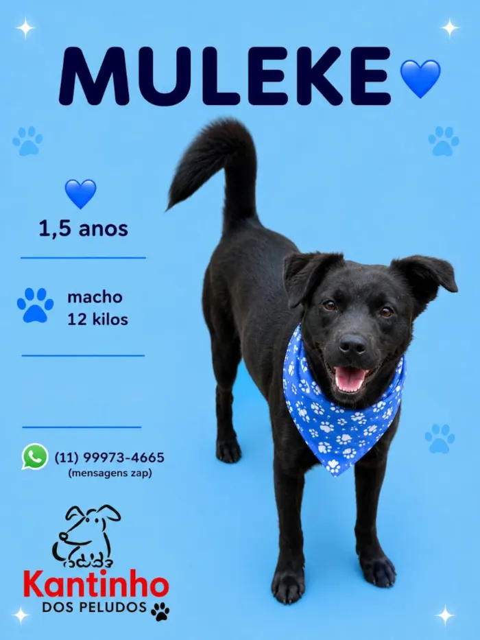 Cachorro raça SRD-ViraLata idade 1 ano nome Muleke