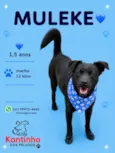 Muleke