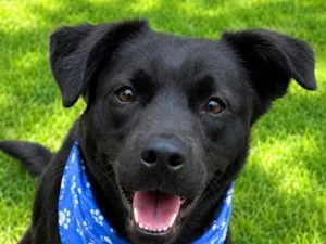 Cachorro raça SRD-ViraLata idade 1 ano nome Muleke