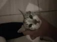 Cremojema e Farinhalacta