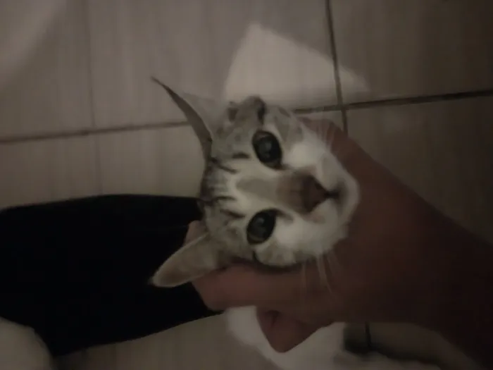 Gato raça SRD-ViraLata idade 7 a 11 meses nome Cremojema e Farinhalacta