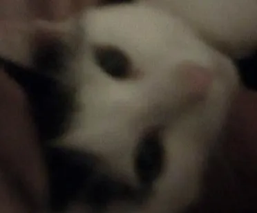 Gato raça SRD-ViraLata idade 7 a 11 meses nome Cremojema e Farinhalacta