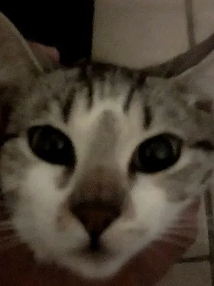 Gato raça SRD-ViraLata idade 7 a 11 meses nome Cremojema e Farinhalacta