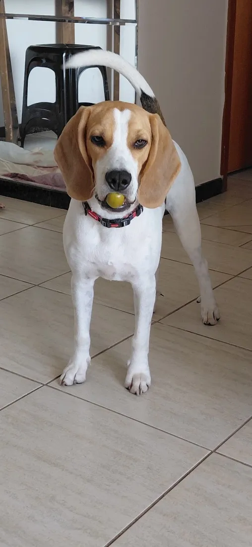 Cachorro raça Beagle idade 1 ano nome Frodo