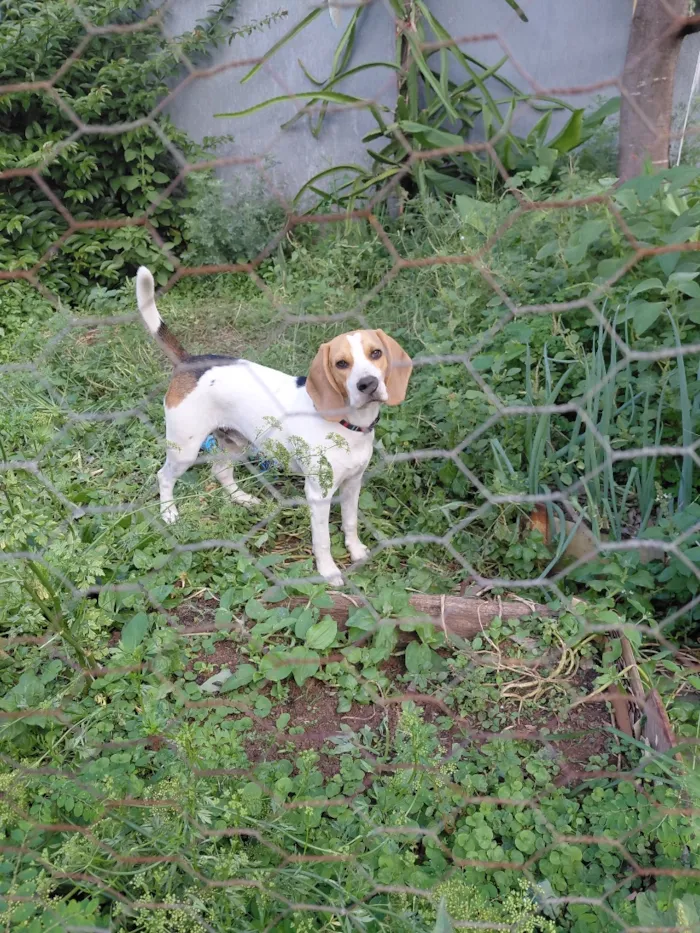 Cachorro raça Beagle idade 1 ano nome Frodo