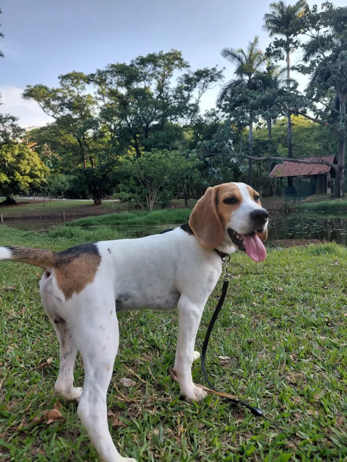 Cachorro raça Beagle idade 1 ano nome Frodo