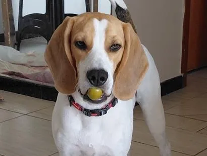 Cachorro raça SRD-ViraLata idade 1 ano nome Frodo