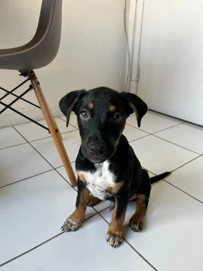 Cachorro raça SRD-ViraLata idade 2 a 6 meses nome Xaveco