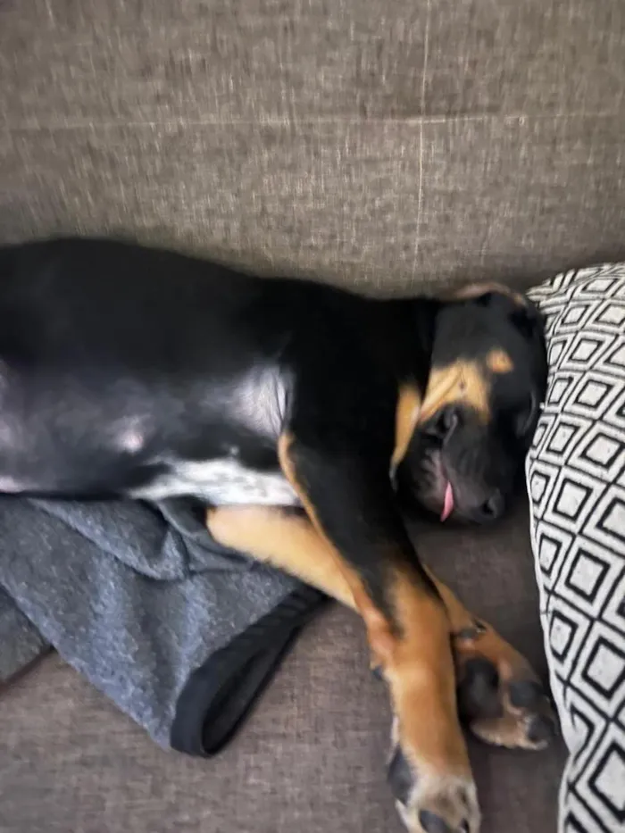 Cachorro raça SRD-ViraLata idade 2 a 6 meses nome Xaveco