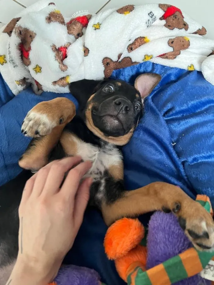 Cachorro raça SRD-ViraLata idade 2 a 6 meses nome Xaveco