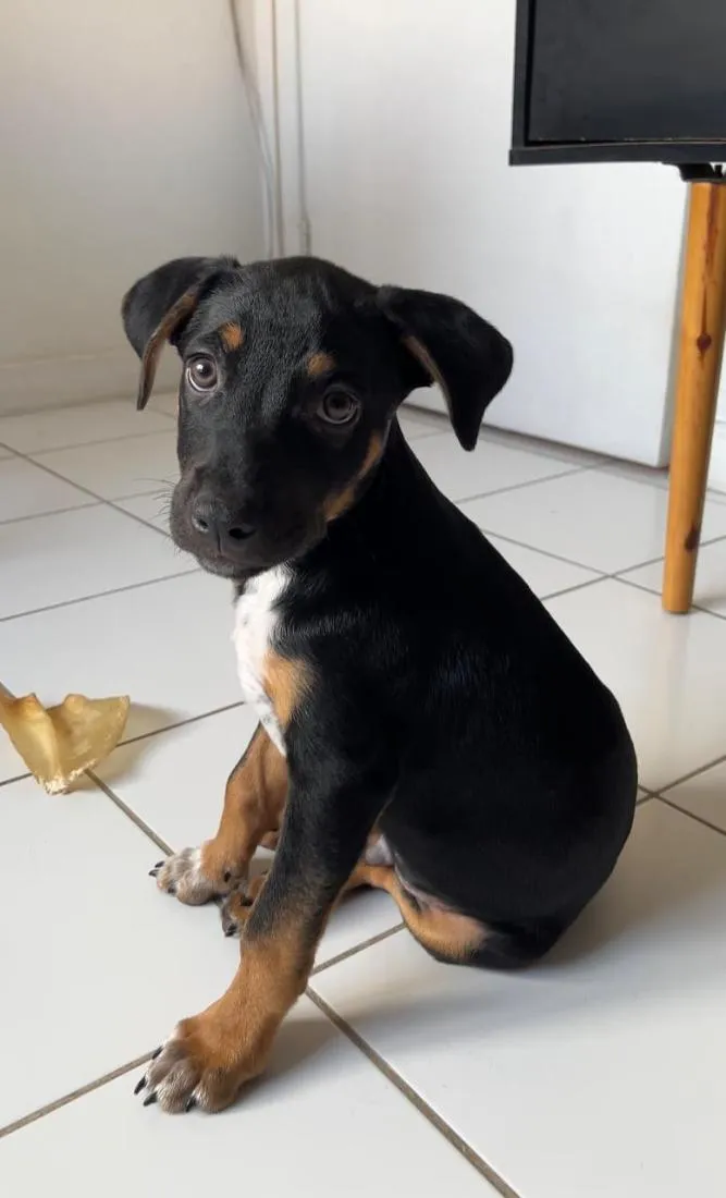 Cachorro raça SRD-ViraLata idade 2 a 6 meses nome Xaveco