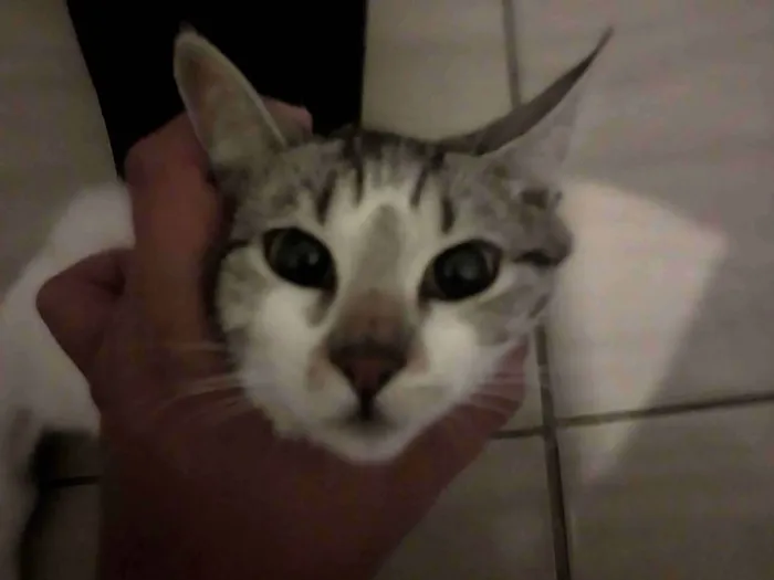 Gato raça SRD-ViraLata idade 7 a 11 meses nome Cremojema e Farinhalacta