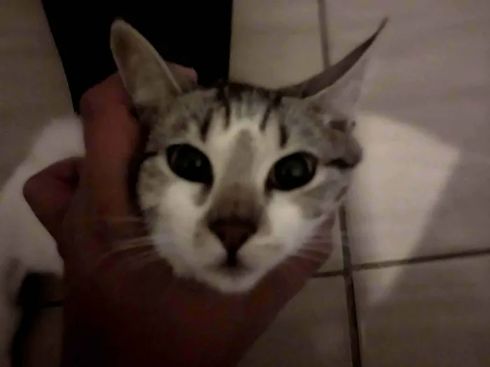 Gato raça SRD-ViraLata idade 7 a 11 meses nome Cremojema e Farinhalacta