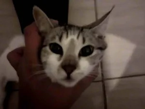 Gato raça SRD-ViraLata idade 7 a 11 meses nome Cremojema e Farinhalacta