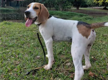 Cachorro raça Beagle idade 1 ano nome Frodo