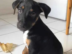 Cachorro raça SRD-ViraLata idade 2 a 6 meses nome Xaveco