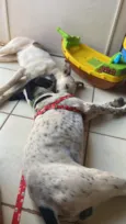 Athos e amora 