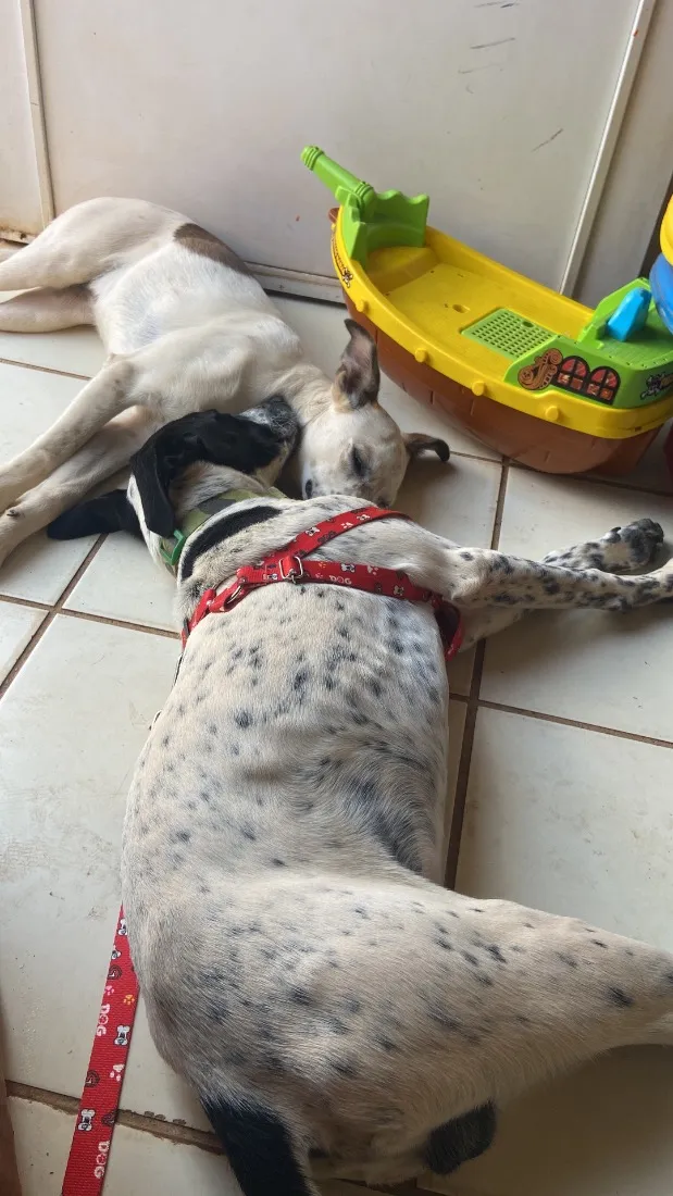Cachorro raça SRD-ViraLata idade 7 a 11 meses nome Athos e amora 