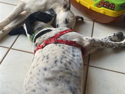 Cachorro raça SRD-ViraLata idade 7 a 11 meses nome Athos e amora 