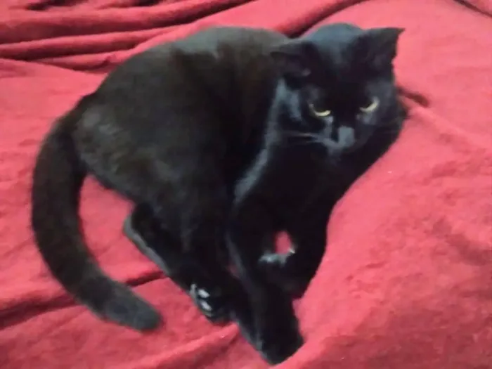 Gato raça SRD-ViraLata idade 7 a 11 meses nome Pantera