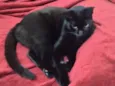 Pantera