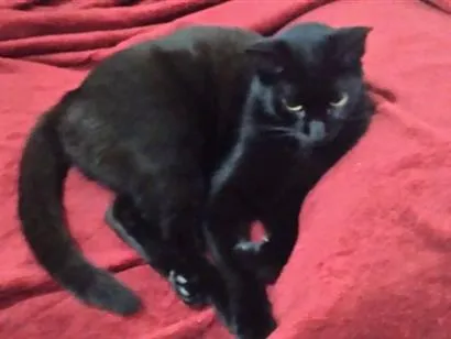 Gato raça SRD-ViraLata idade 7 a 11 meses nome Pantera