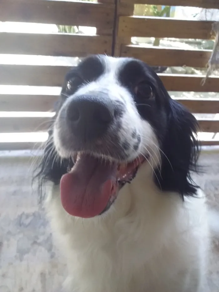 Cachorro raça SRD-ViraLata idade 6 ou mais anos nome Duck