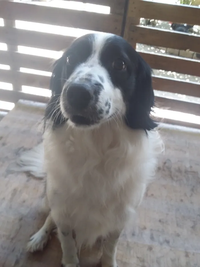 Cachorro raça SRD-ViraLata idade 6 ou mais anos nome Duck