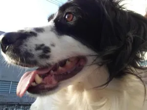 Cachorro raça SRD-ViraLata idade 6 ou mais anos nome Duck