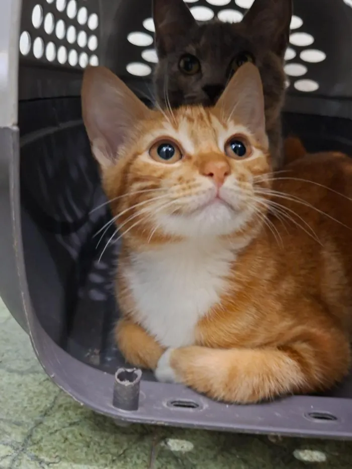 Gato raça SRD-ViraLata idade 2 a 6 meses nome Emy