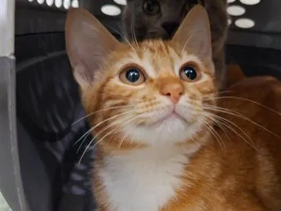 Gato raça SRD-ViraLata idade 2 a 6 meses nome Emy
