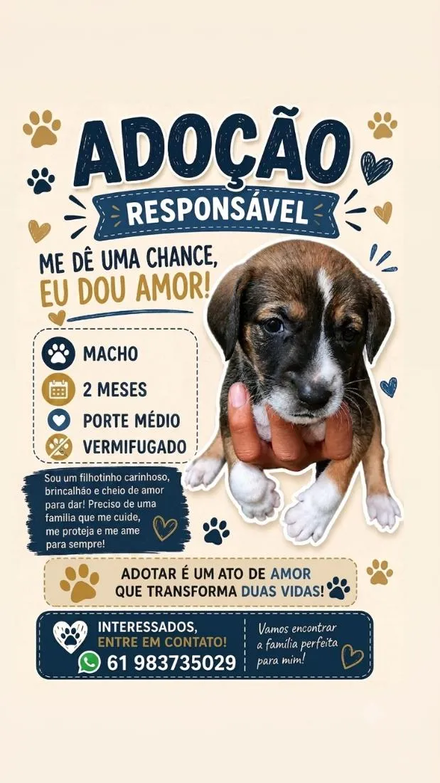 Cachorro raça SRD-ViraLata idade 2 a 6 meses nome pitoco