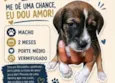 pitoco