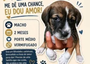 Cachorro raça SRD-ViraLata idade 2 a 6 meses nome pitoco