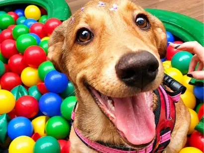 Cachorro raça SRD-ViraLata idade 2 anos nome Cacau