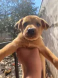 Caramelo