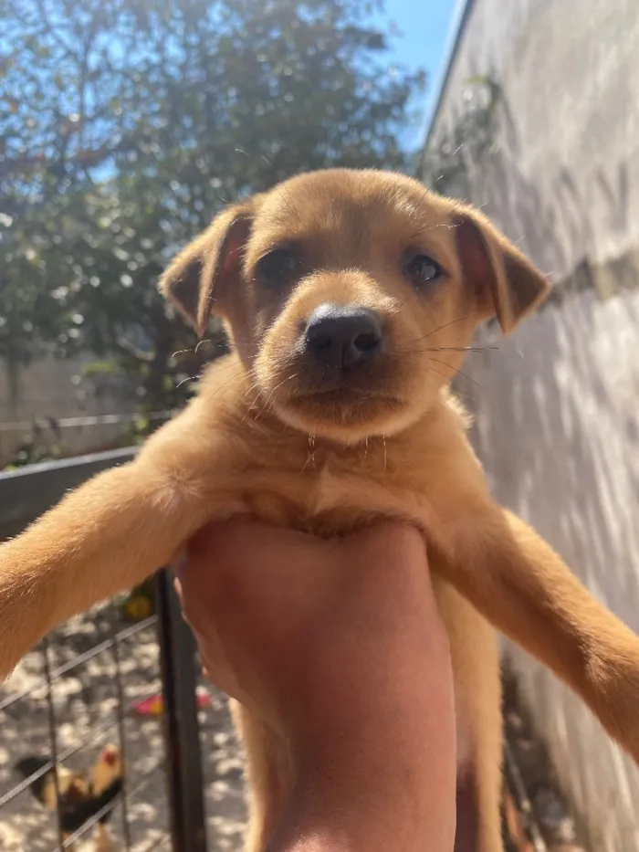 Cachorro raça SRD-ViraLata idade 2 a 6 meses nome Caramelo