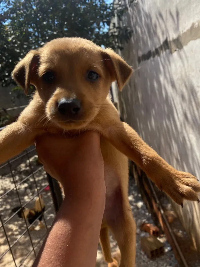 Cachorro raça SRD-ViraLata idade 2 a 6 meses nome Caramelo
