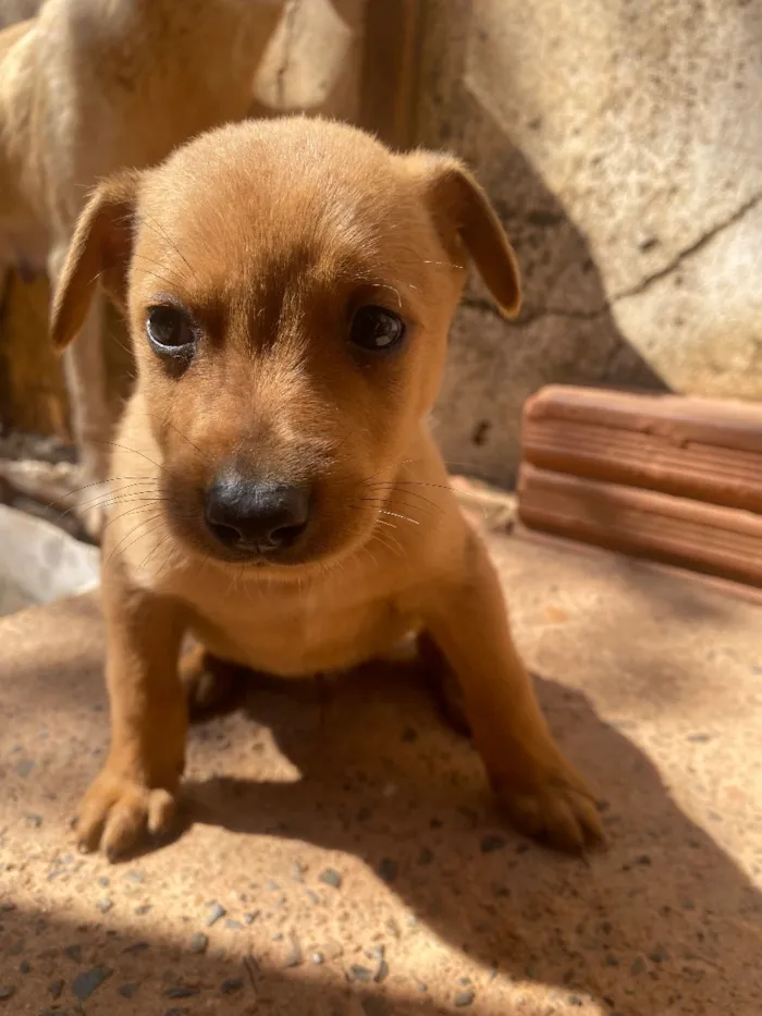 Cachorro raça SRD-ViraLata idade 2 a 6 meses nome Caramelo