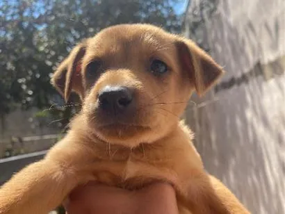 Cachorro raça SRD-ViraLata idade 2 a 6 meses nome Caramelo