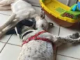 Athos e amora 