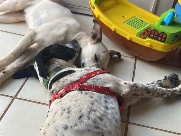 Cachorro raça SRD-ViraLata idade 7 a 11 meses nome Athos e amora 