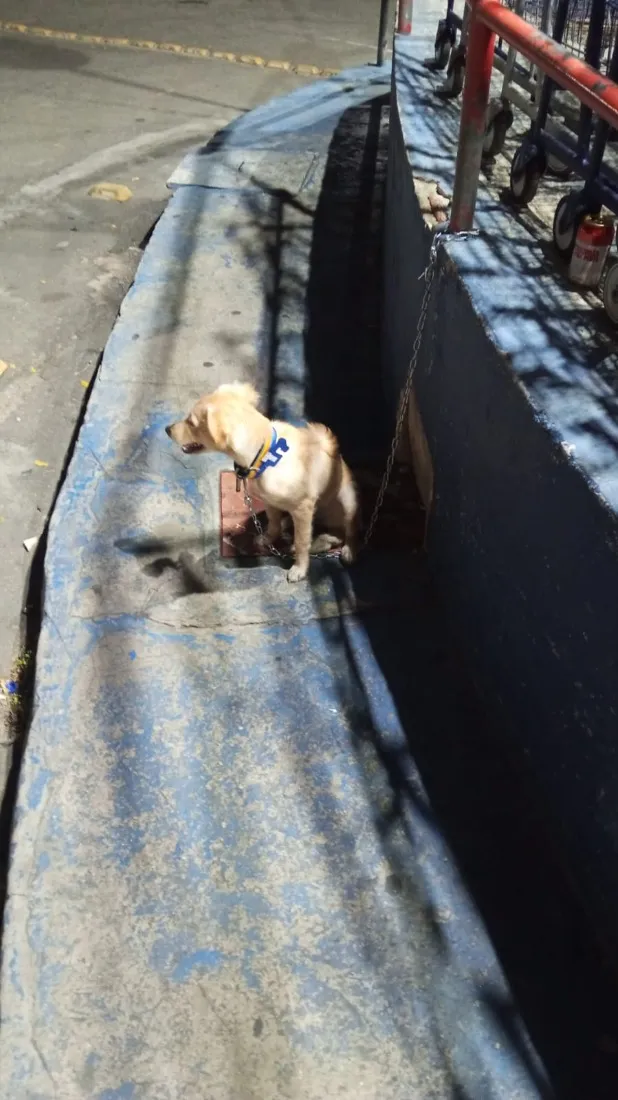 Cachorro raça SRD-ViraLata idade 2 a 6 meses nome Pandora