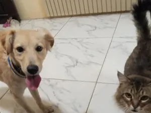 Cachorro raça SRD-ViraLata idade 2 a 6 meses nome Pandora