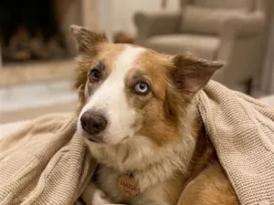 Cachorro raça SRD-ViraLata idade 1 ano nome Maria