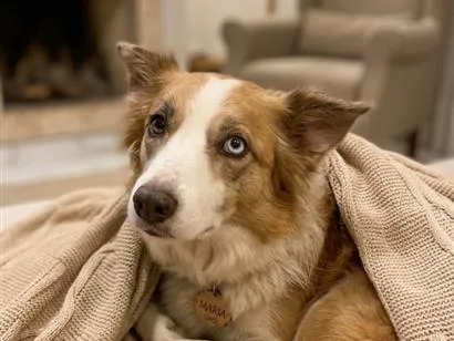 Cachorro raça SRD-ViraLata idade 1 ano nome Maria