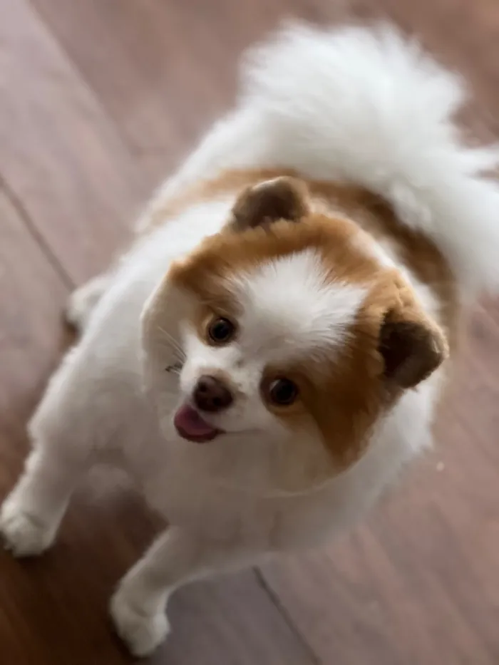 Cachorro raça Shitzu idade 2 anos nome Snow