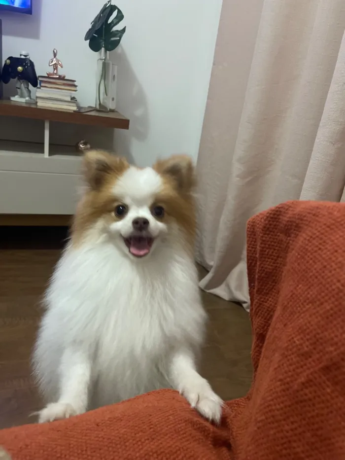Cachorro raça Shitzu idade 2 anos nome Snow