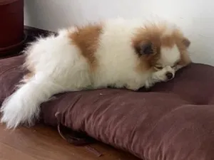Cachorro raça Shitzu idade 2 anos nome Snow
