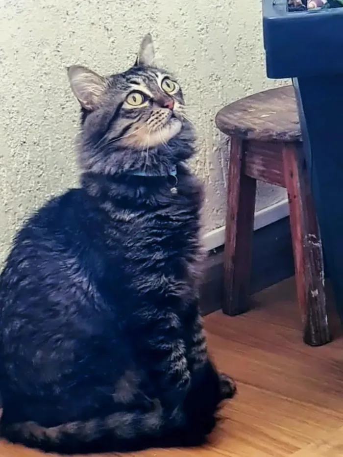 Gato raça SRD-ViraLata idade 3 anos nome Dustin